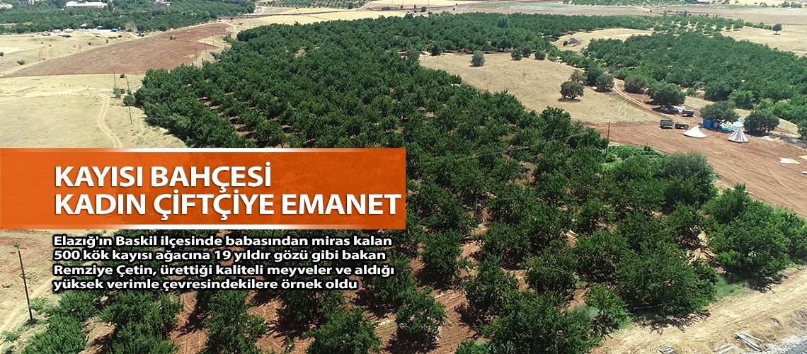 Kayısı bahçesi kadın çiftçiye emanet