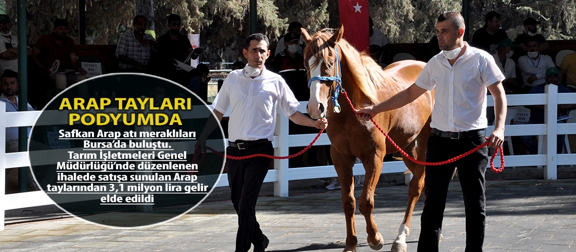 Arap tayları podyumda