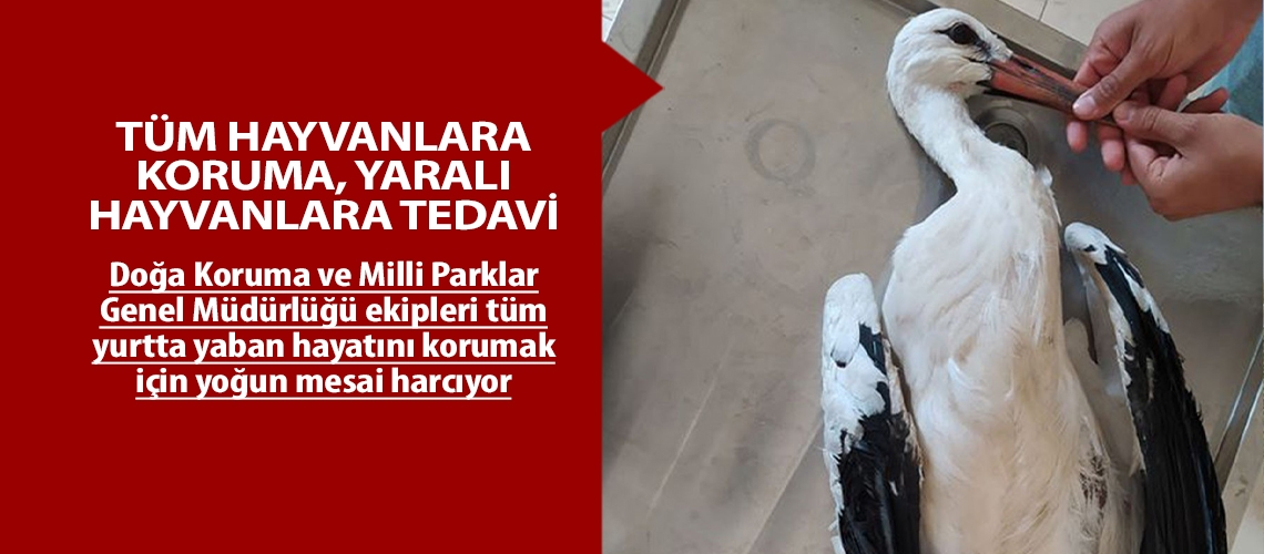 Tüm hayvanlara koruma, yaralı hayvanlara tedavi