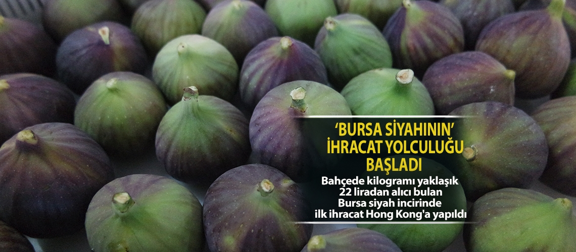 ‘Bursa siyahının’ ihracat yolculuğu başladı