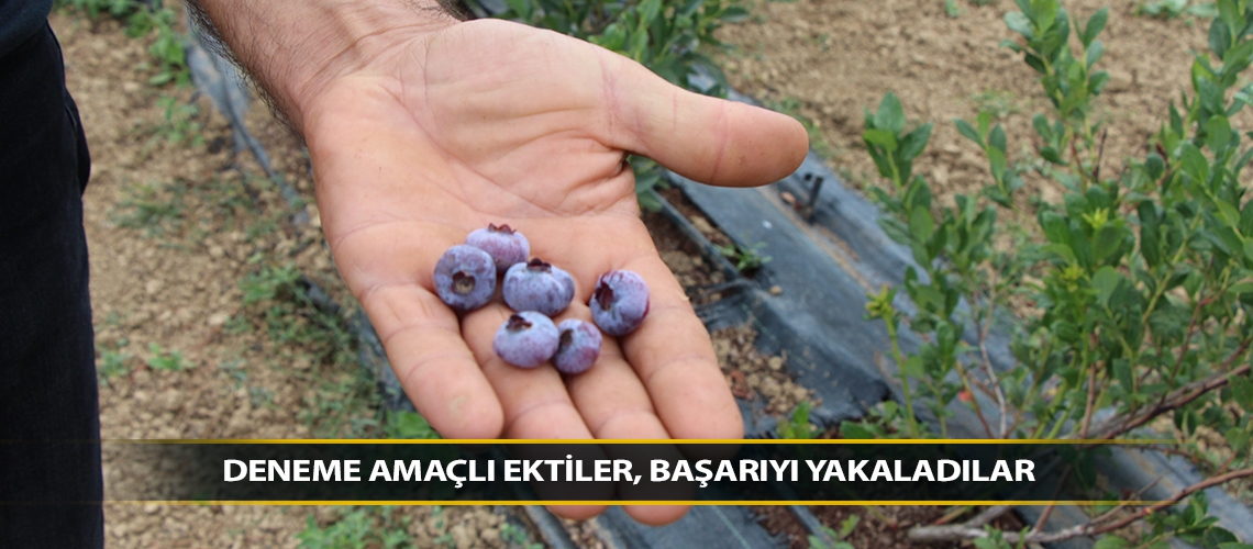 Deneme amaçlı ektiler, başarıyı yakaladılar