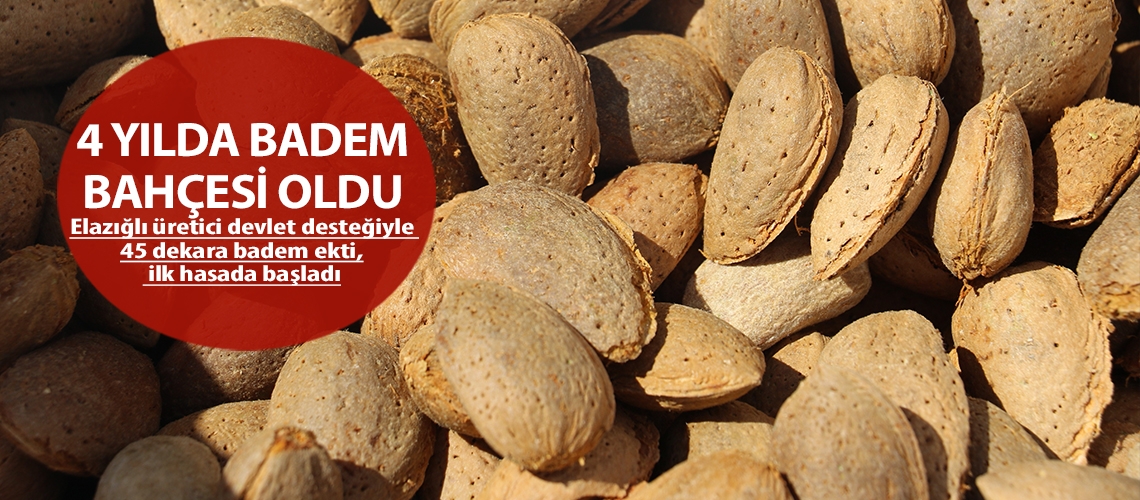 4 yılda badem bahçesi oldu