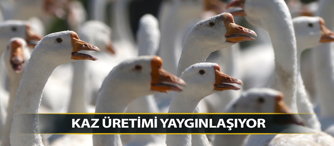 Kaz üretimi yaygınlaşıyor