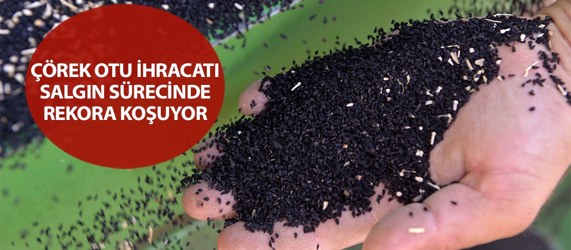 Çörek otu ihracatı salgın sürecinde rekora koşuyor