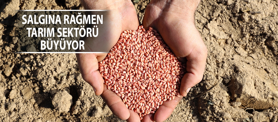 Salgına rağmen tarım sektörü büyüyor