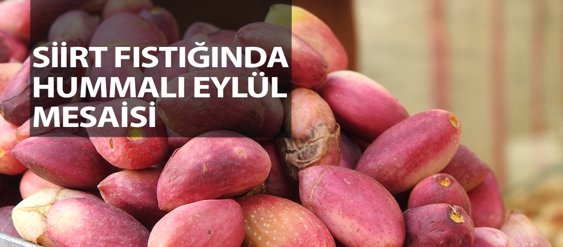 Siirt fıstığında hummalı eylül mesaisi