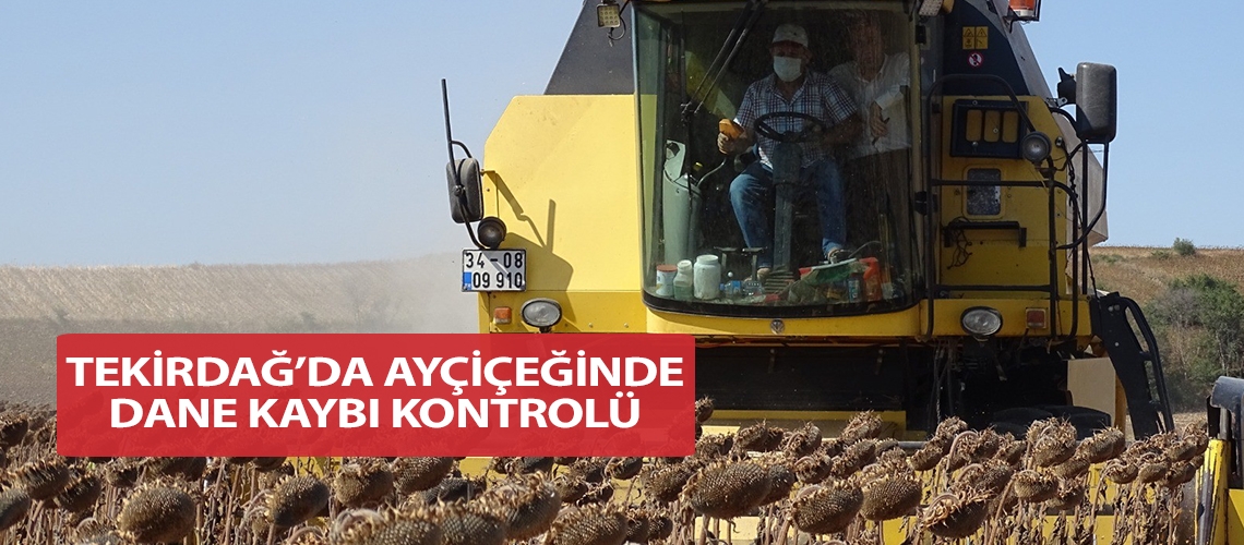 Tekirdağ’da ayçiçeğinde dane kaybı kontrolü