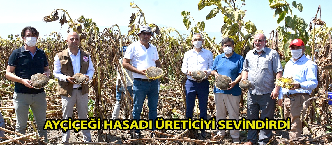 Ayçiçeği hasadı üreticiyi sevindirdi