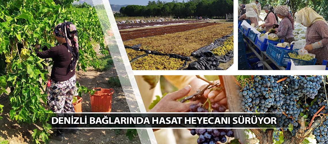 Denizli bağlarında hasat heyecanı sürüyor