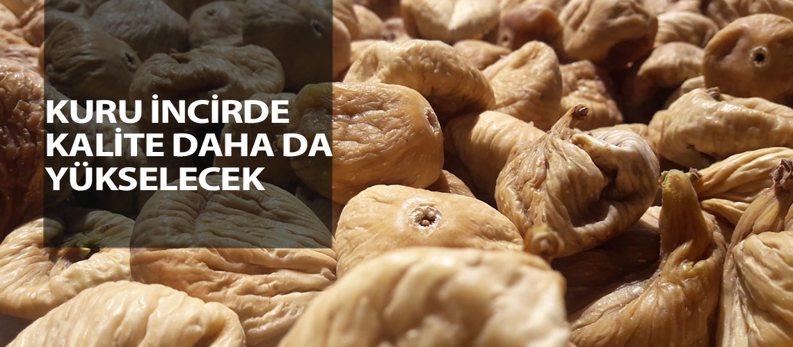 Kuru incirde kalite daha da yükselecek
