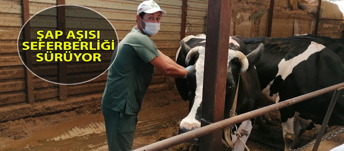 Şap aşısı seferberliği sürüyor