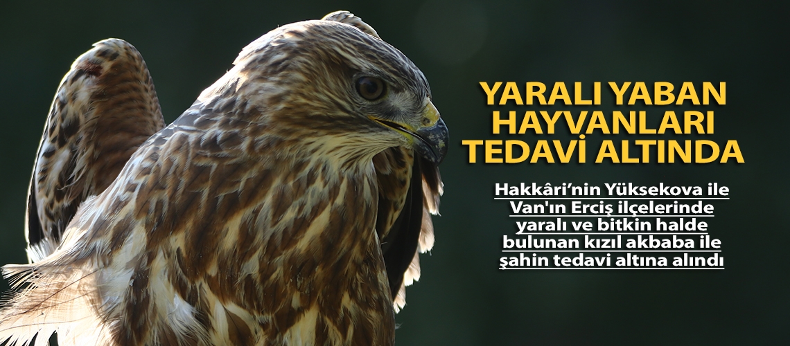 Yaralı yaban hayvanları tedavi altında