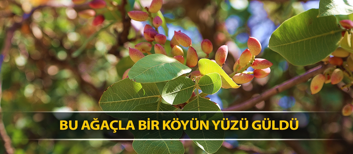 Bu ağaçla bir köyün yüzü güldü