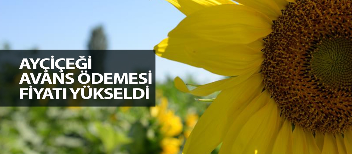 Ayçiçeği avans ödemesi fiyatı yükseldi