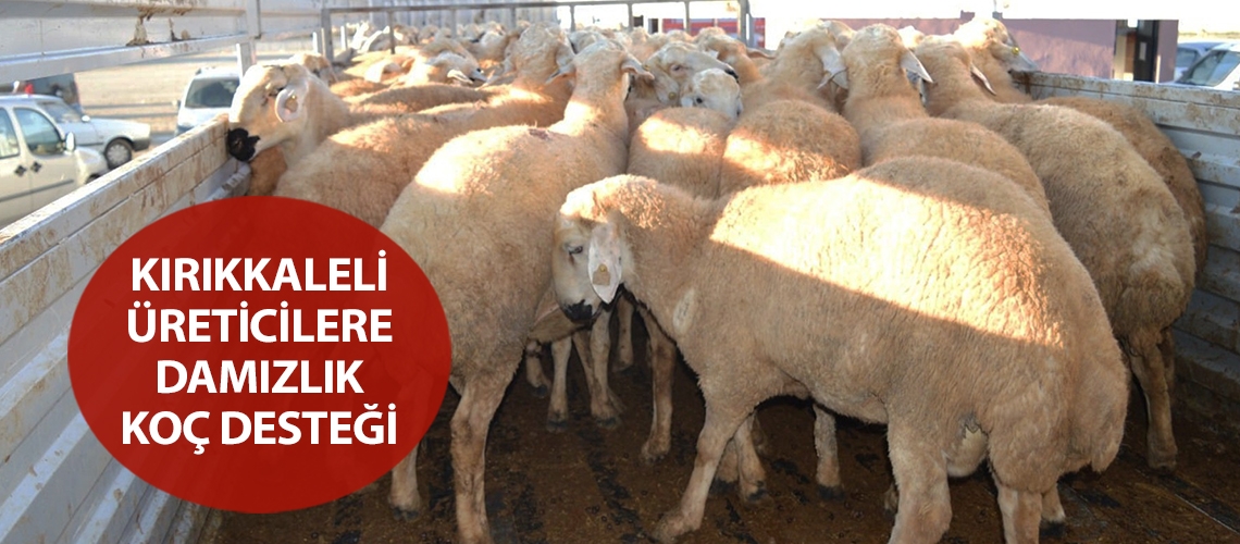 Kırıkkaleli üreticilere damızlık koç desteği