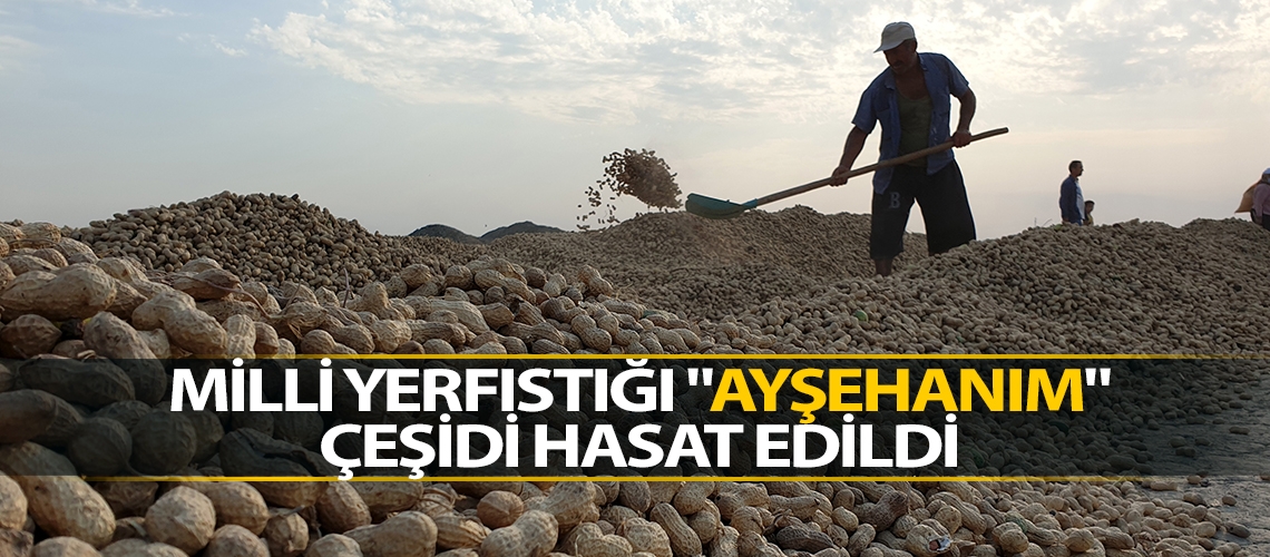 Milli yerfıstığı 