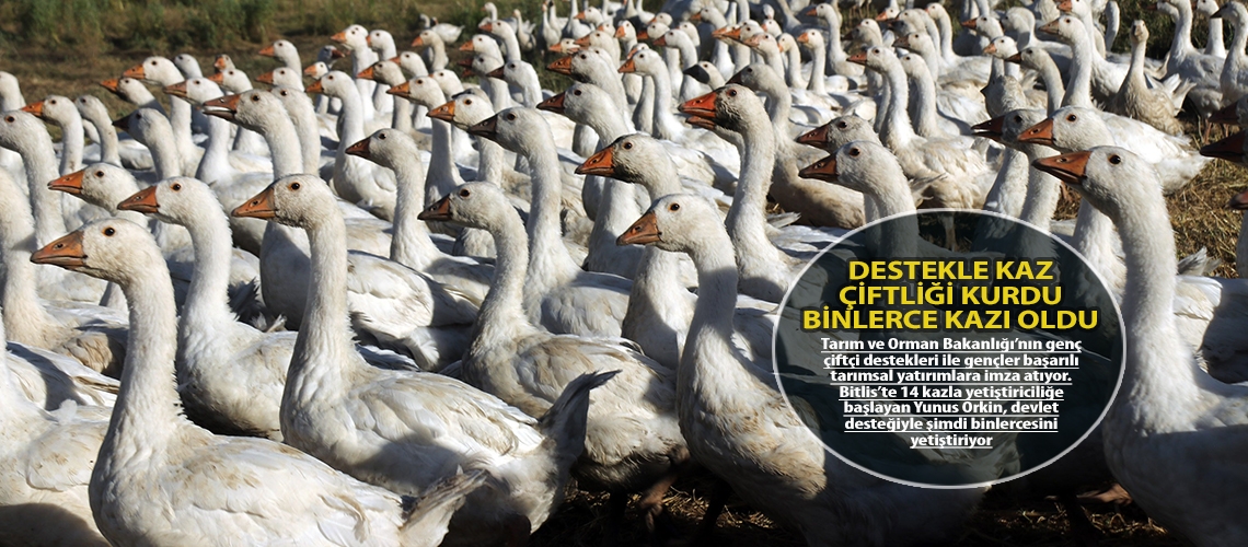 Destekle kaz çiftliği kurdu binlerce kazı oldu