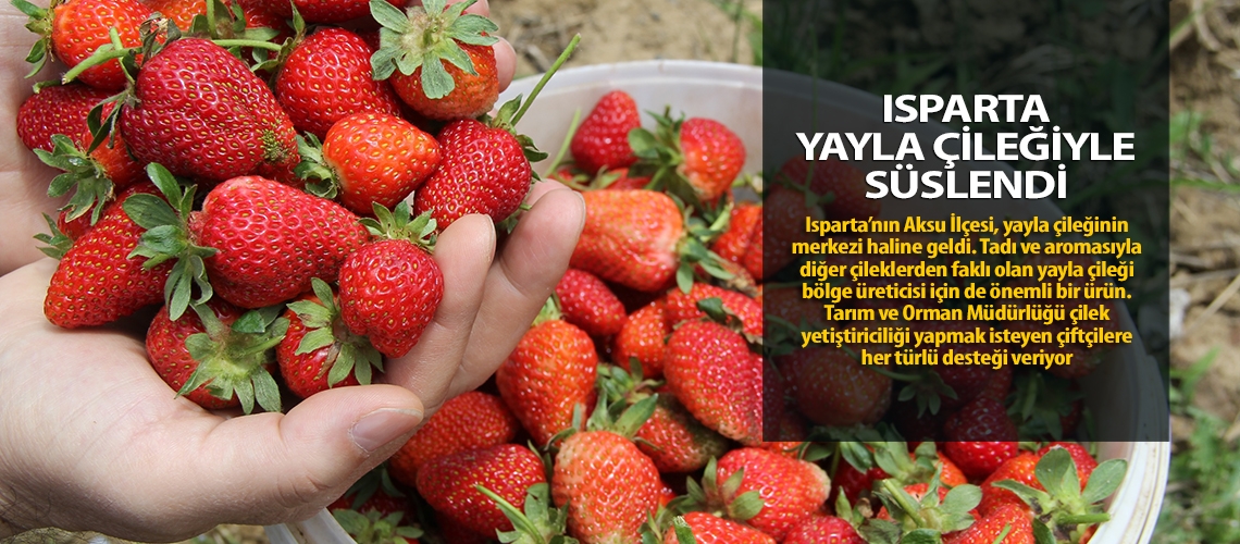 Isparta yayla çileğiyle süslendi