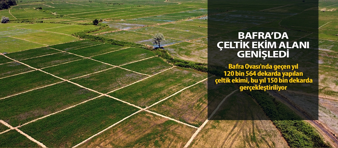 Bafra’da çeltik ekim alanı genişledi