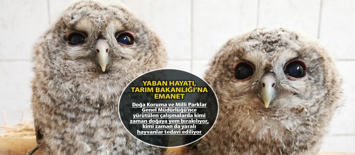 Yaban hayatı, Tarım Bakanlığı’na emanet