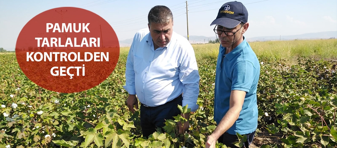 Pamuk tarlaları kontrolden geçti
