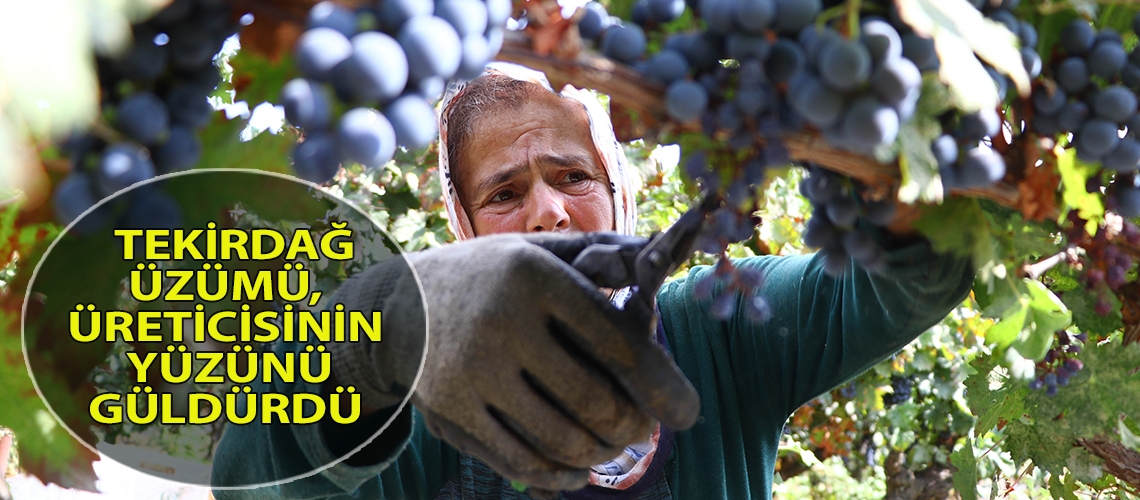 Tekirdağ üzümü, üreticisinin yüzünü güldürdü