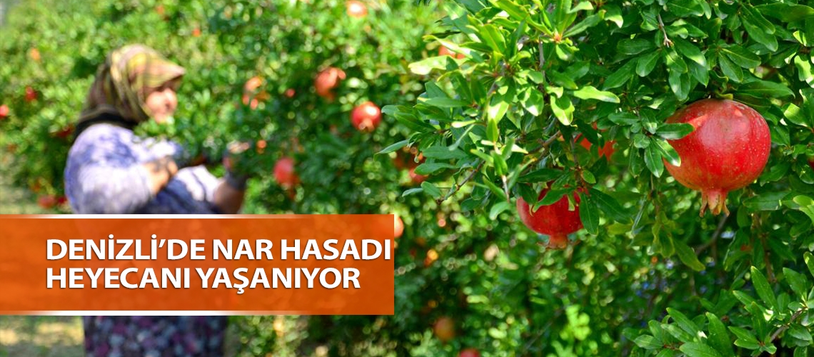 Denizli’de nar hasadı heyecanı yaşanıyor