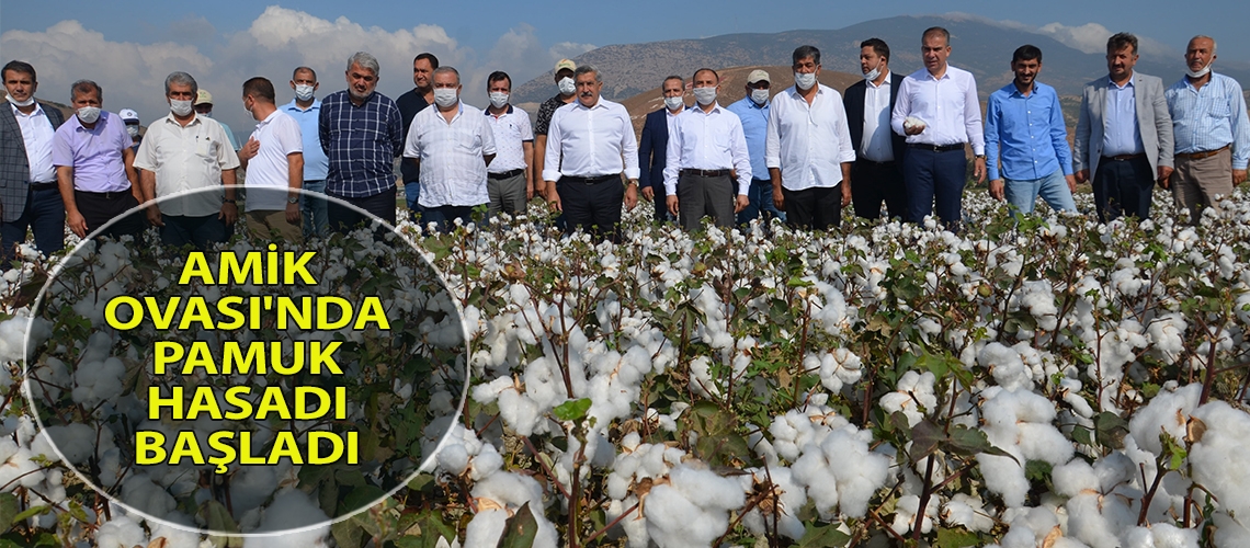 Amik Ovası'nda pamuk hasadı başladı