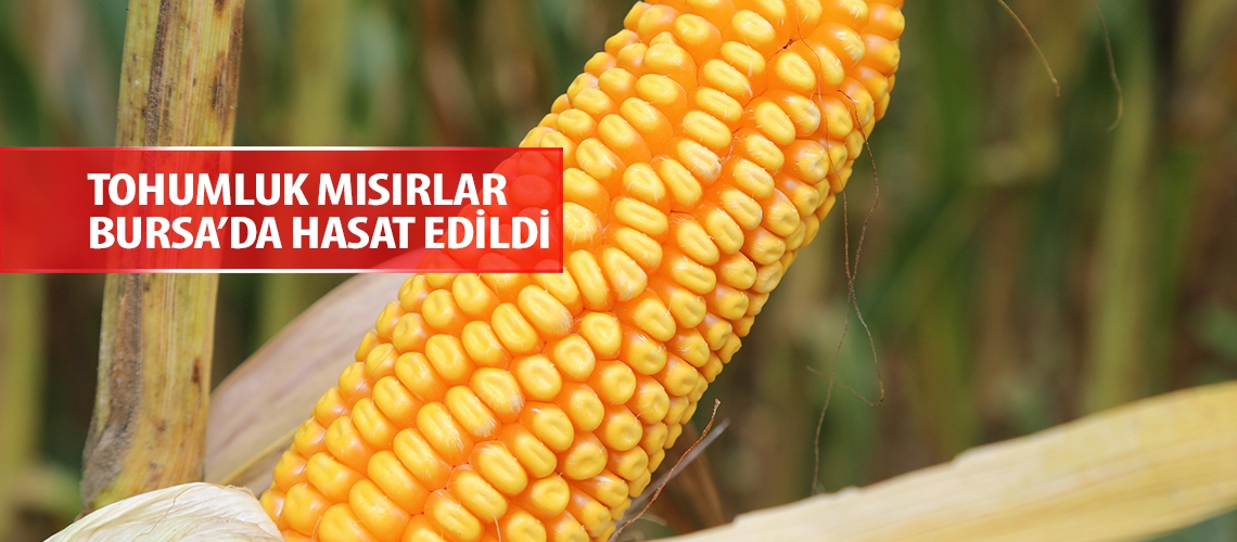 Tohumluk mısırlar Bursa’da hasat edildi