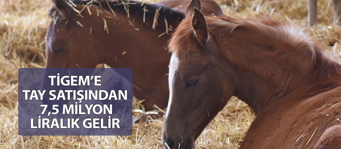 TİGEM’e tay satışından 7,5 milyon liralık gelir