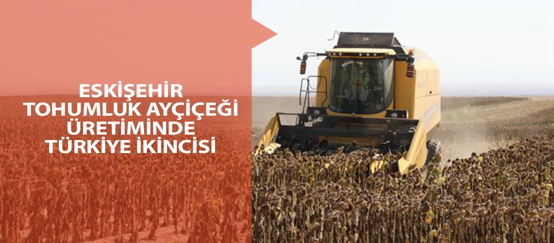 Eskişehir tohumluk ayçiçeği üretiminde Türkiye ikincisi