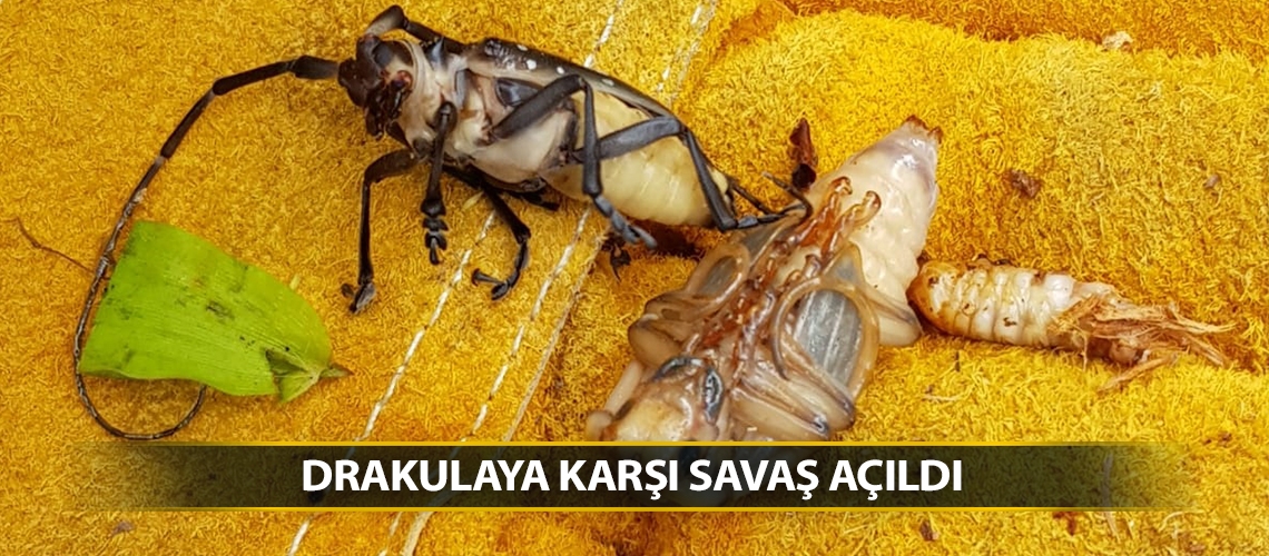 Drakulaya karşı savaş açıldı