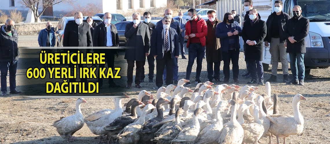 Üreticilere 600 yerli ırk kaz dağıtıldı