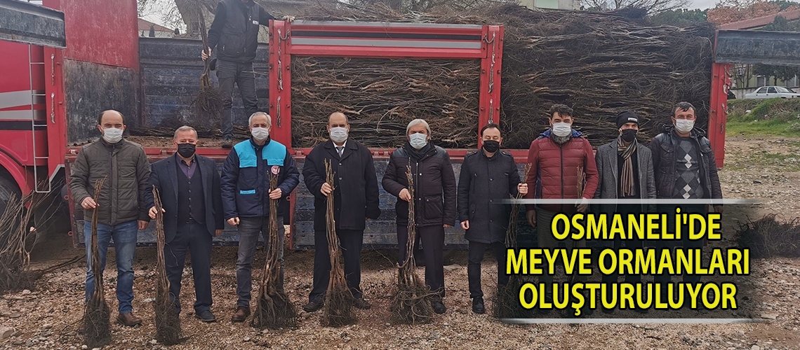 Osmaneli'de meyve ormanları oluşturuluyor