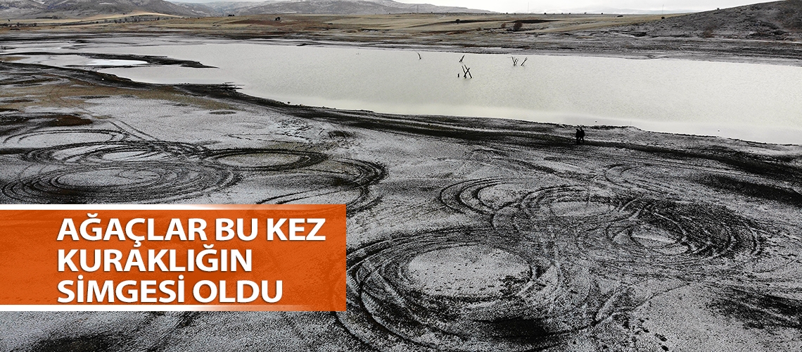 Ağaçlar bu kez kuraklığın simgesi oldu