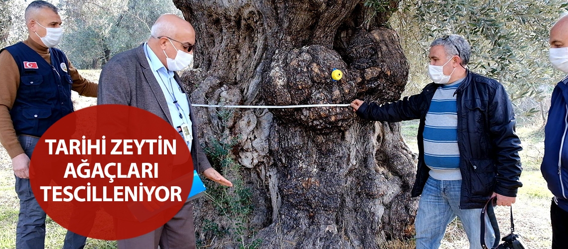 Tarihi zeytin ağaçları tescilleniyor