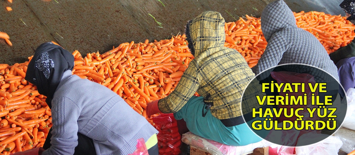 Fiyatı ve verimi ile havuç yüz güldürdü