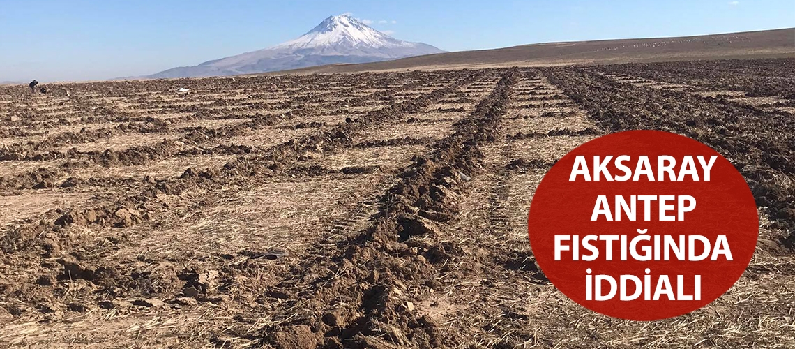 Aksaray Antep fıstığında iddialı