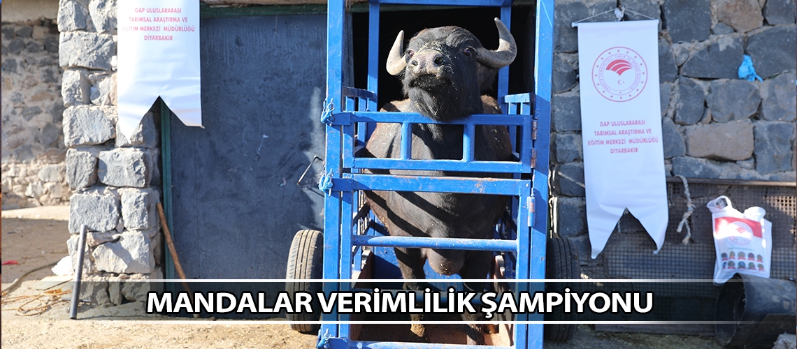 Mandalar verimlilik şampiyonu