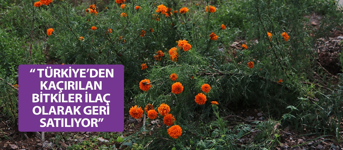 “ Türkiye’den kaçırılan bitkiler ilaç olarak geri satılıyor”
