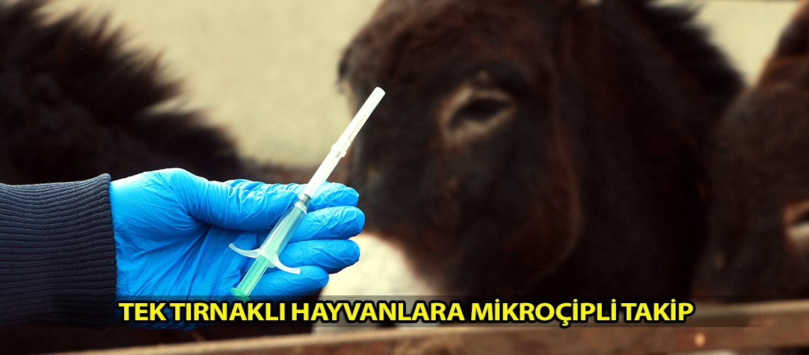 Tek tırnaklı hayvanlara mikroçipli takip