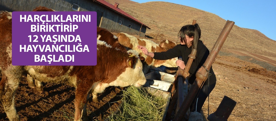 Harçlıklarını biriktirip 12 yaşında hayvancılığa başladı