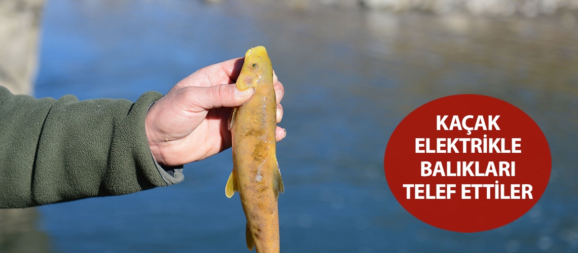 Kaçak elektrikle balıkları telef ettiler