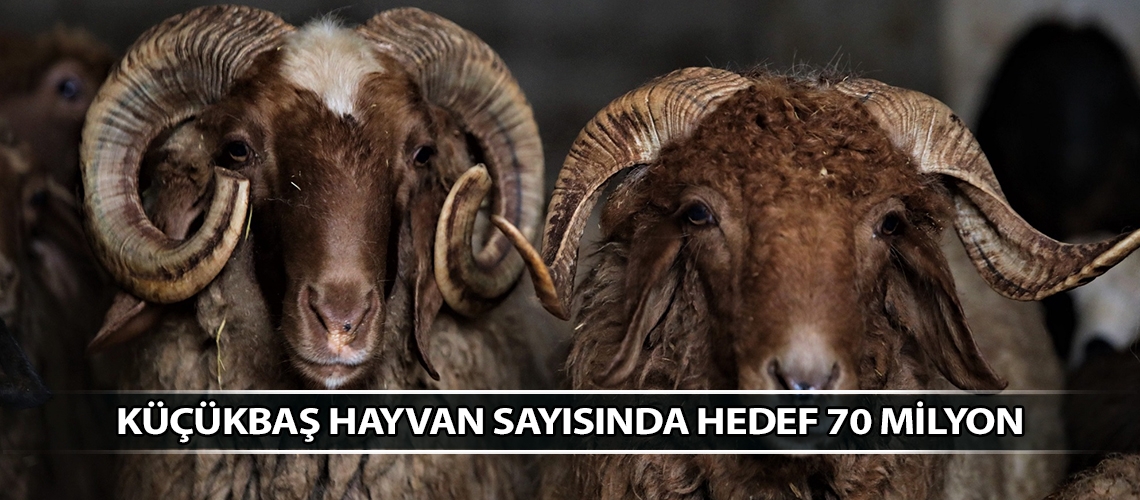 Küçükbaş hayvan sayısında hedef 70 milyon