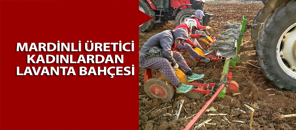 Mardinli üretici kadınlardan lavanta bahçesi