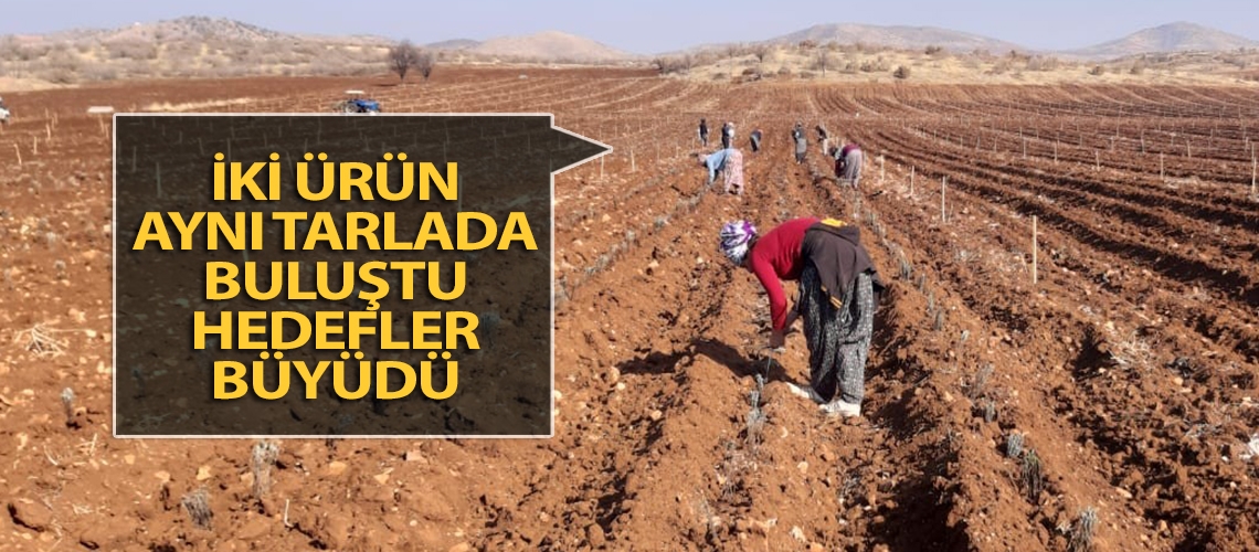 İki ürün aynı tarlada buluştu hedefler büyüdü