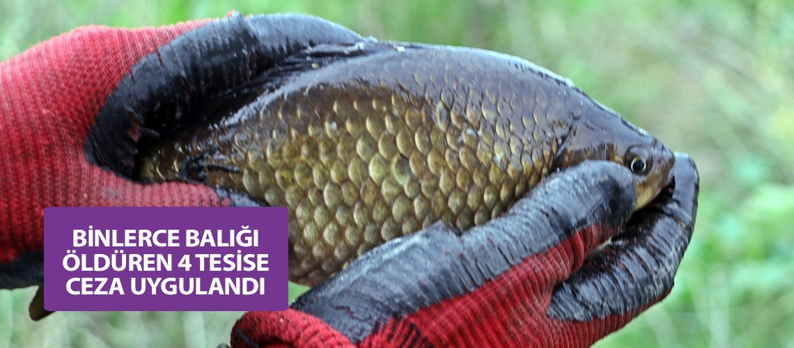 Binlerce balığı öldüren 4 tesise ceza uygulandı