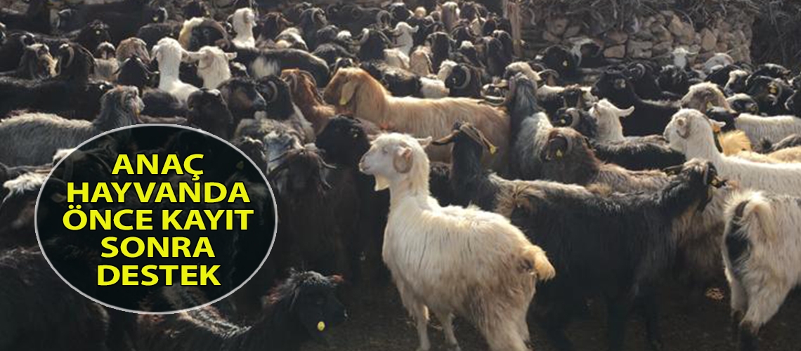 Anaç hayvanda önce kayıt sonra destek