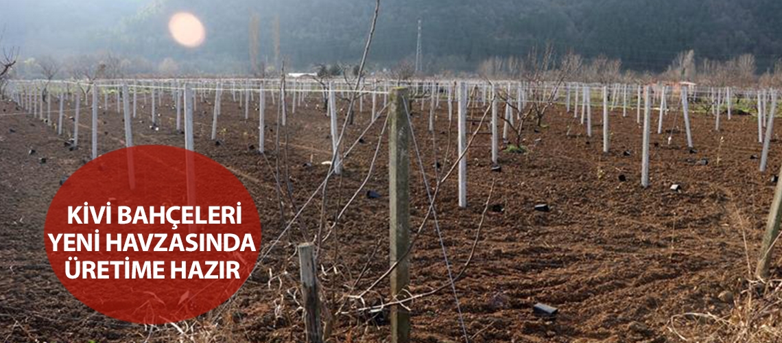 Kivi bahçeleri yeni havzasında üretime hazır