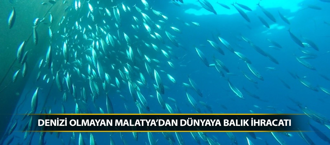 Denizi olmayan Malatya’dan dünyaya balık ihracatı